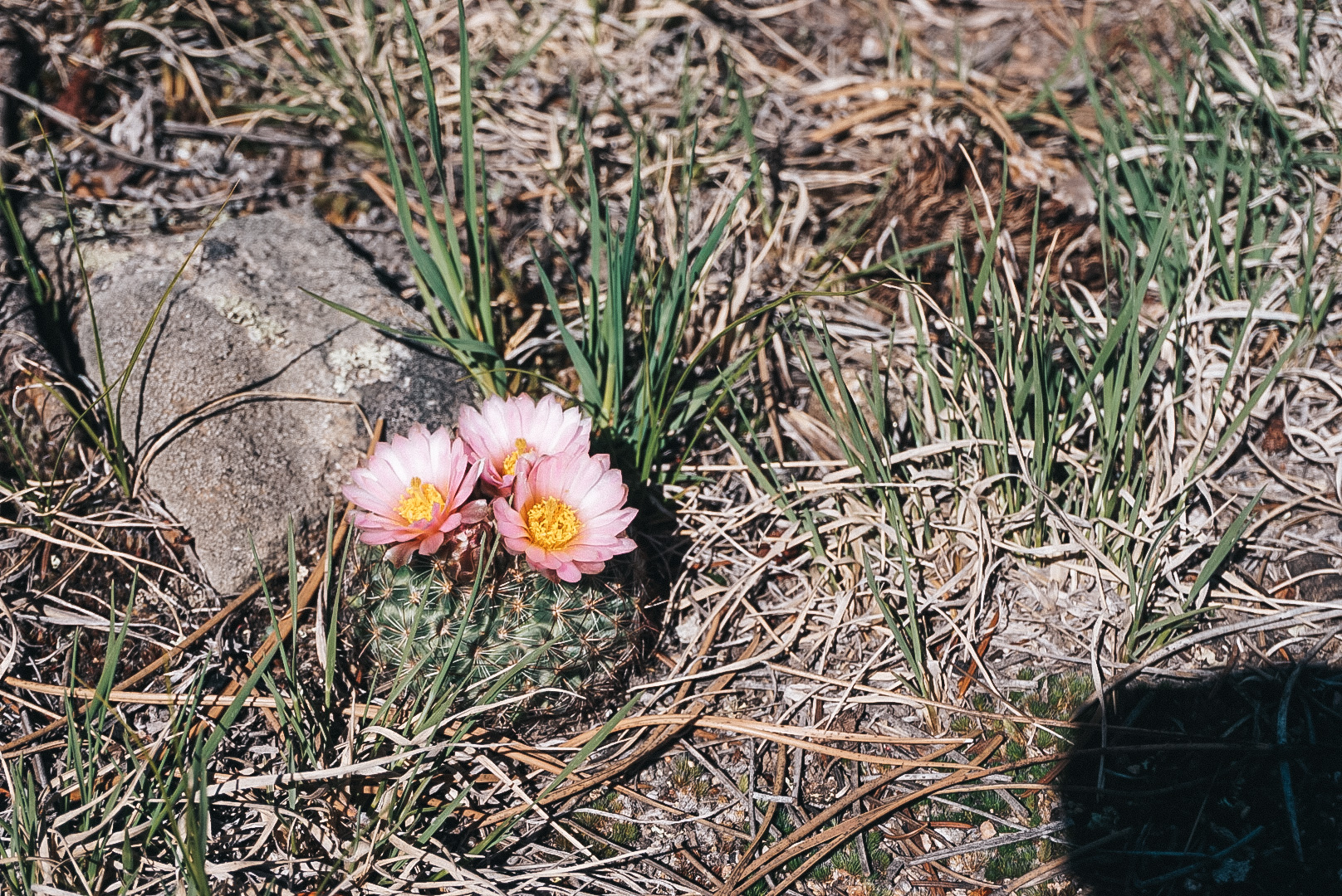 cactus flower